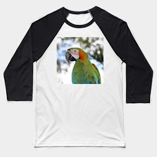 Harlequin Macaw Portrait Baseball T-Shirt